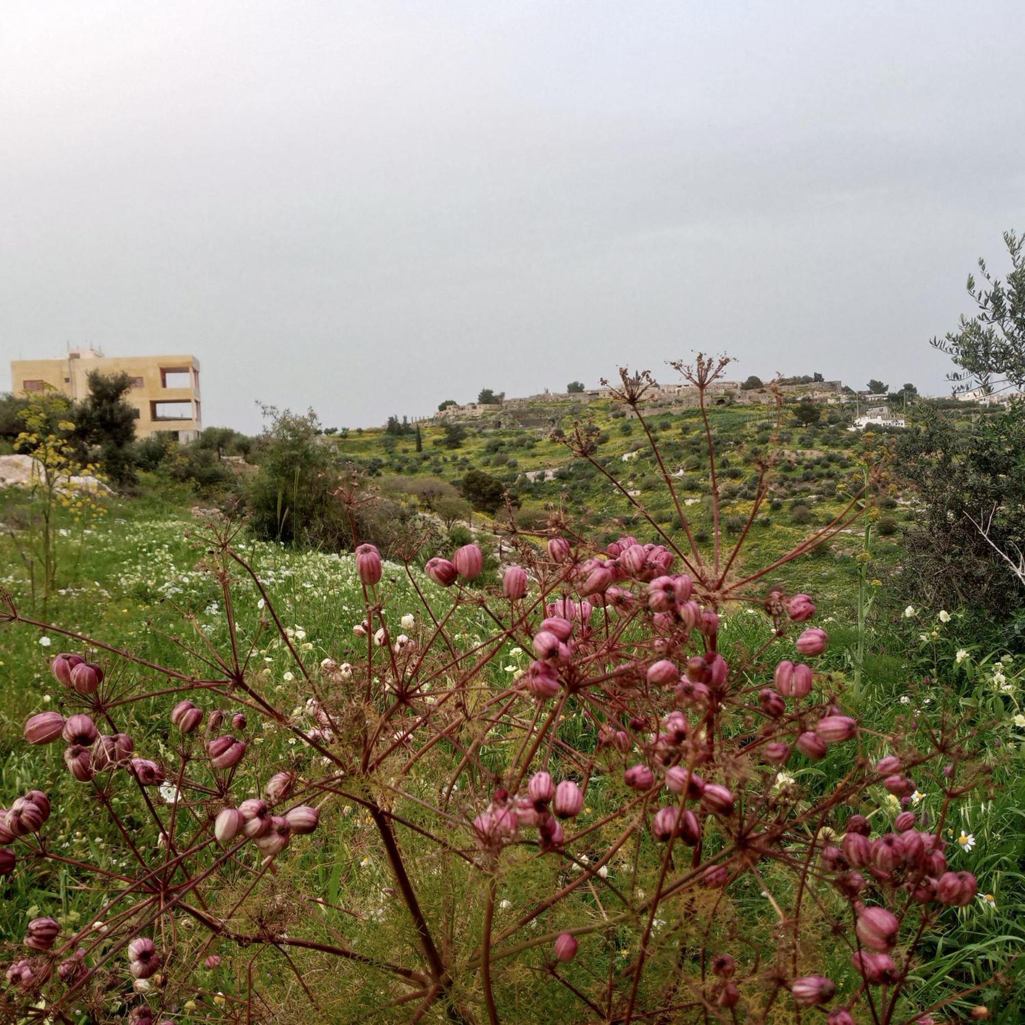 Al-Bustan House& Umm Qais Apartment Umm Qays Luaran gambar